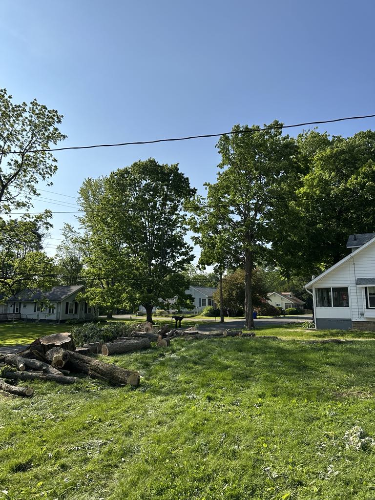 Tree safely removed and yard cleaned