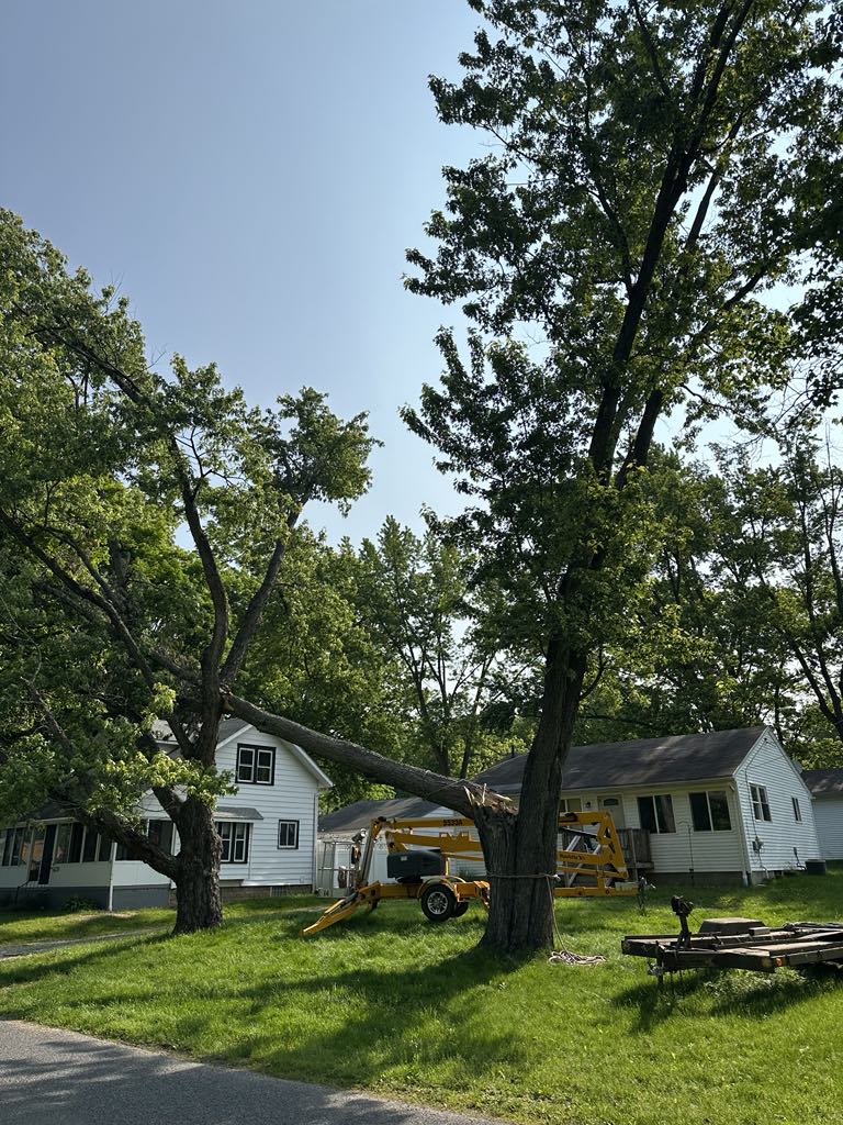 Dangerous tree before removal