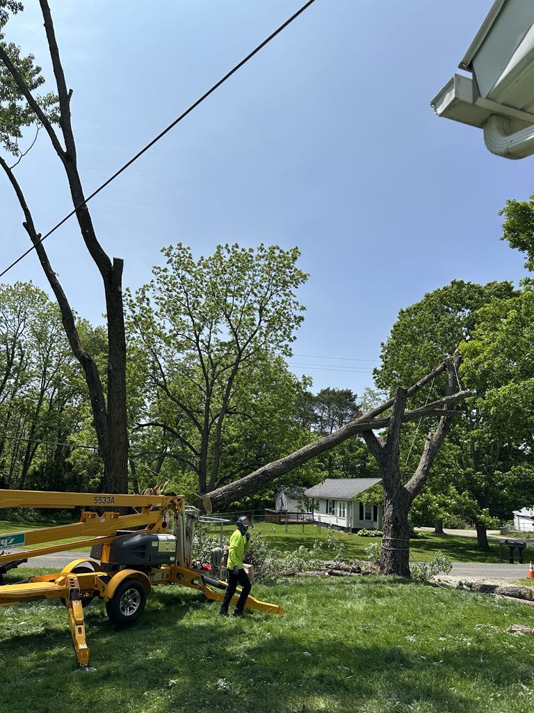 Tree removal in progress using lift